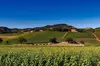 San Francisco - Sonoma Napa Valley: Premium Chauffeur Transfer