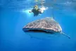 Swim with Whale Shark from Cancun - Second Medium