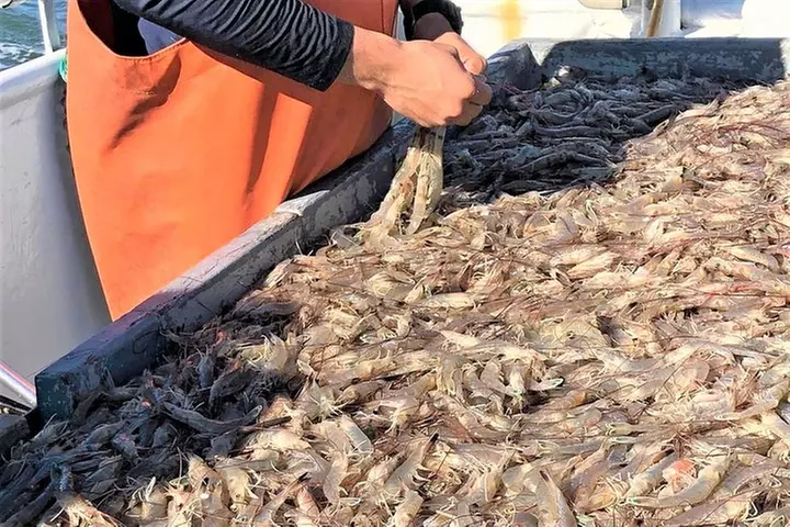 Hilton Head Shrimp Trawling Boat Cruise