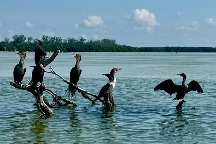 Exclusive Kayak Expedition: Exploring the Mangroves to Shell Key