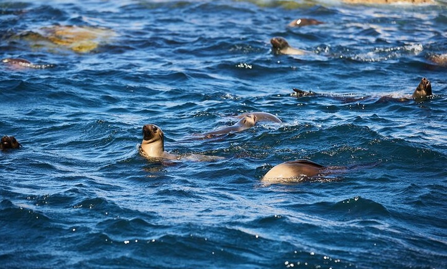 Image 6: Whale Watching Cruise from Tidal River