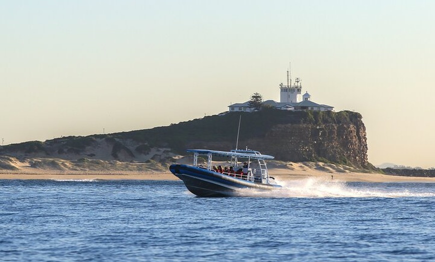 Image 30: Humpback Whale Encounter Tour from Newcastle