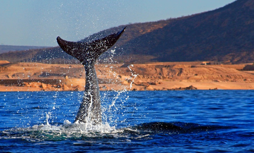 Image 11: ✈ MEXIQUE | Los Cabos - Autotour Basse Californie du Sud - Autotour