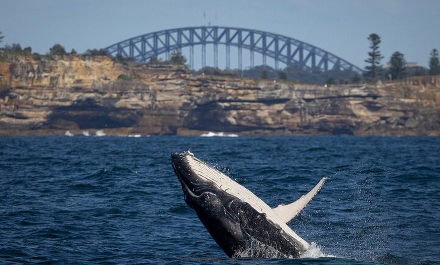 Image 9: Sydney Whale Watching Cruise from Circular Quay