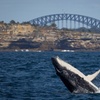 Image 9: Sydney Whale Watching Cruise from Circular Quay