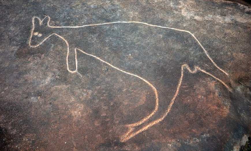 Image 11: Quad Biking, Koalas and Kangaroos - Private Tour