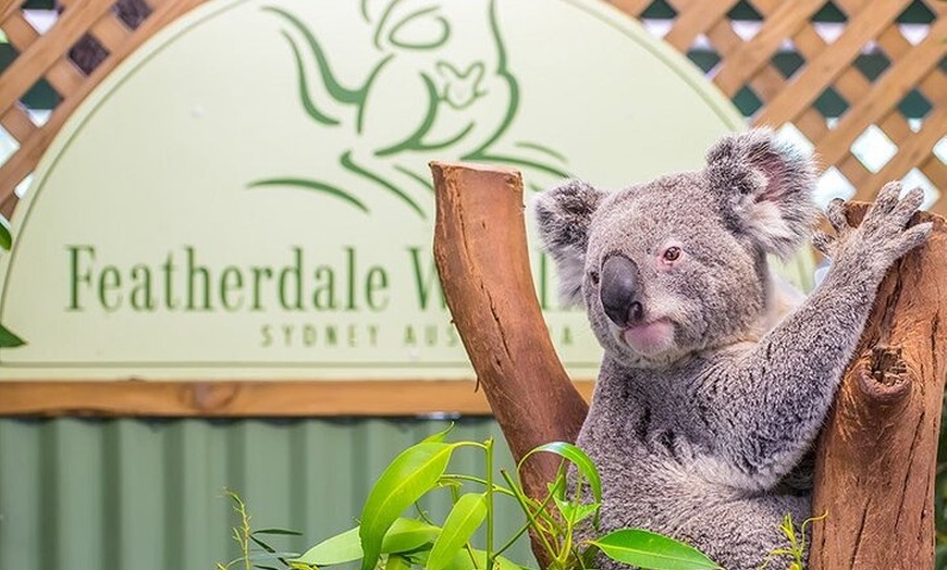 Image 6: Private Sydney Tour to Featherdale Wildlife Park