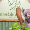Image 6: Private Sydney Tour to Featherdale Wildlife Park