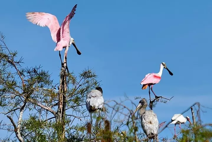 Everglades National Park Biologist Led Adventure: Cruise, Hike + Ai...