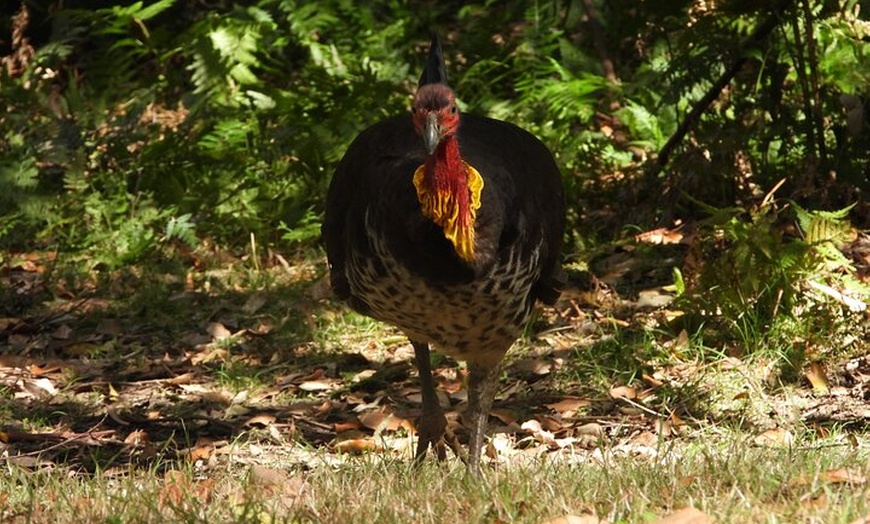Image 35: Sydney Guided Wildlife Walk Explore Birds and Nature