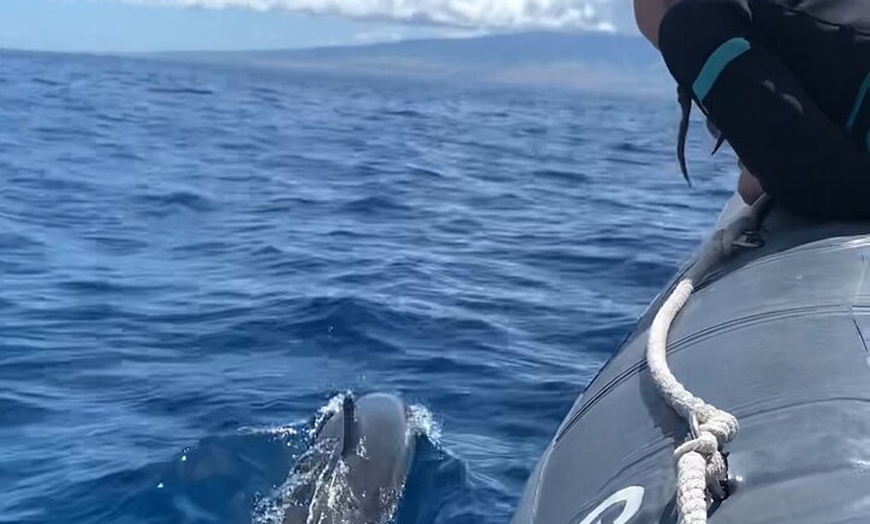 Image 30: Maui to Lanai Semi-Private Eco Raft Snorkel and/or Dolphin Tour