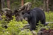 Lamar Valley Wildlife Watching - Second Medium