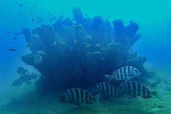 2 ½ - Hour Guided Snorkel Tour of Phil Foster park, Free Videos!