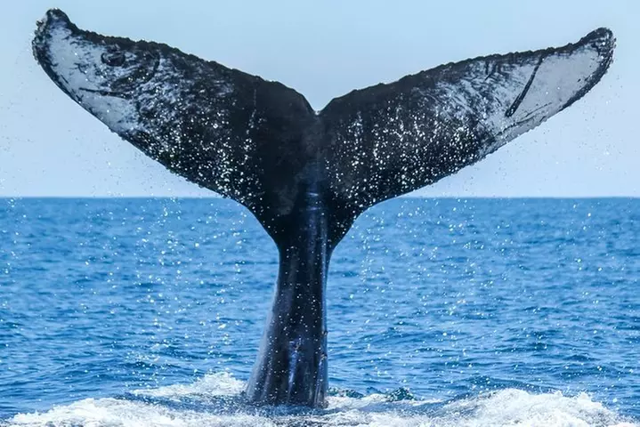 Up-Close Dolphin & Whale Watching Zodiac Adventure in Dana Point