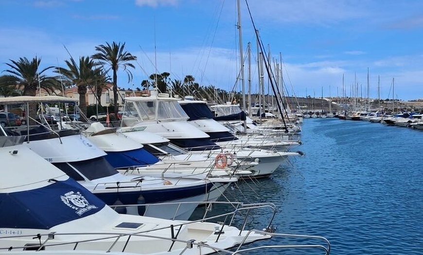 Image 14: Observación de delfines en un pequeño grupo en un barco híbrido sil...