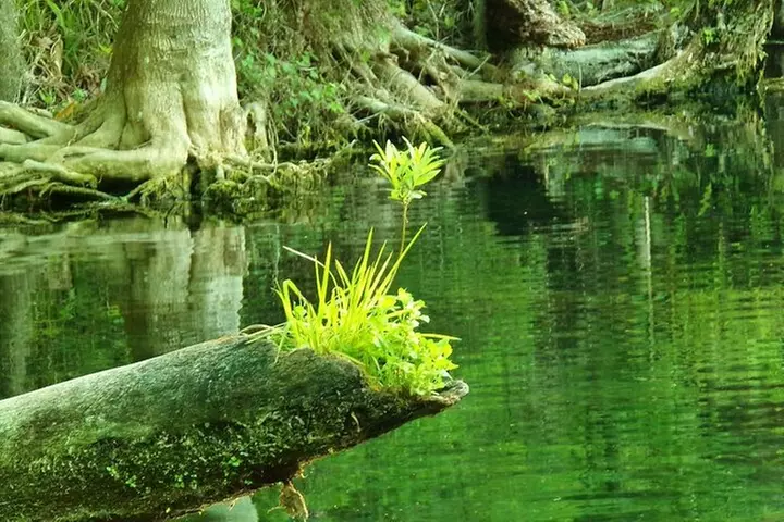 Rainbow Springs Guided Kayak/ Swim/ Snorkel Adventure - Image 5
