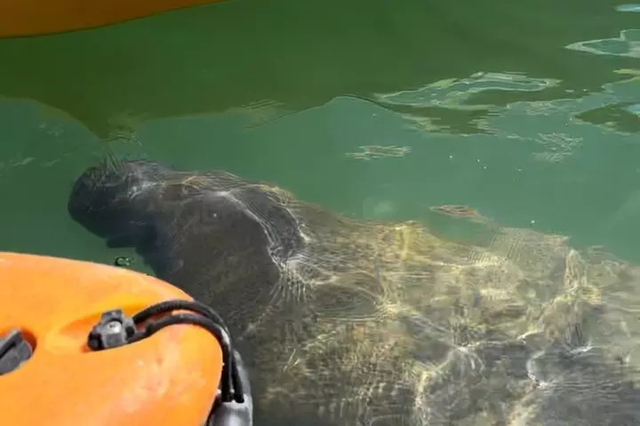 Manatee Discovery Anna Maria Island