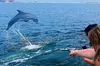 Daily Dolphin Cruise + Sightseeing Tour on Pensacola Beach