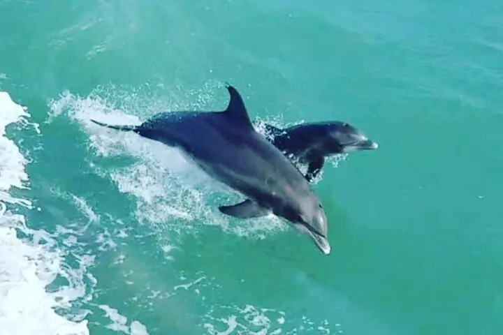 Sunset Dolphin Watch Tour