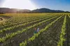 Serene and Romantic Wine Tasting Next to the Vines in Napa Valley