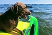Jet Ski Rental - Second Medium
