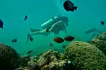 Voted Honolulu's #1 Beginner Scuba Diving + Free Videos Tour