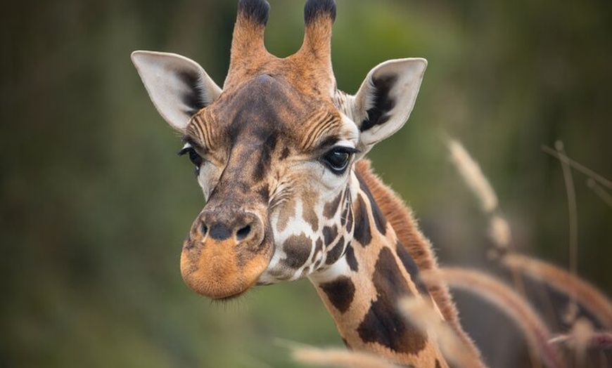 Image 4: Australia Zoo Day Trip from Brisbane