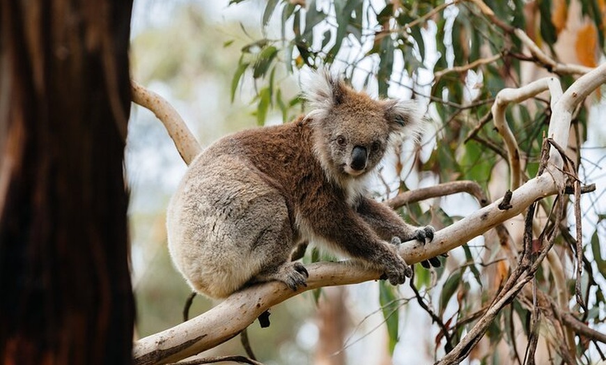 Image 4: Phillip Island and Penguin Parade Private Tour