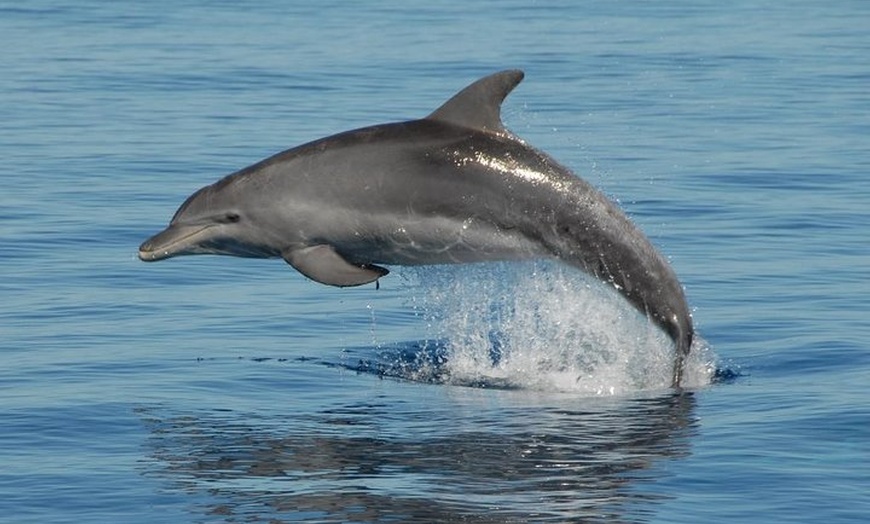 Image 2: Fraser Island & Dolphin Sailing Adventure