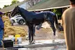Kentucky Derby Museum - General Admission and Guided Track Visit - Second Medium