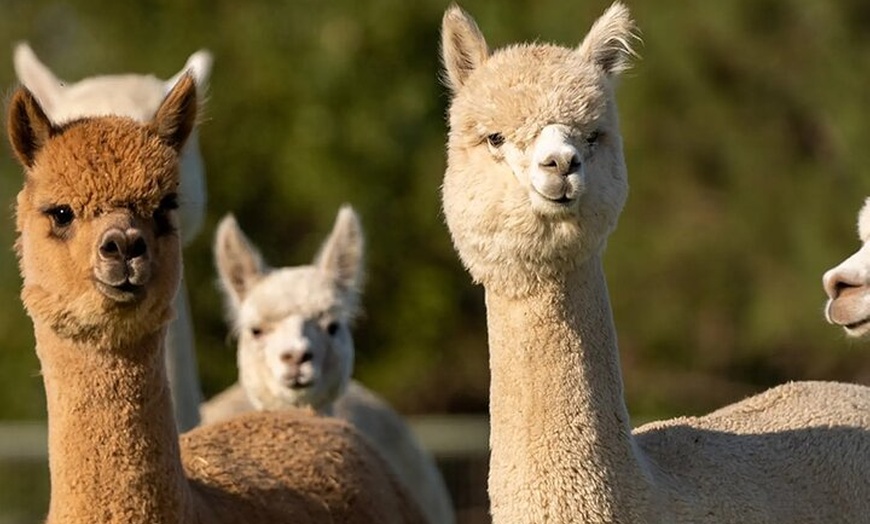 Image 3: Loch Ness Private Tour 360" Cawdor Castle and Cul. Battlefield