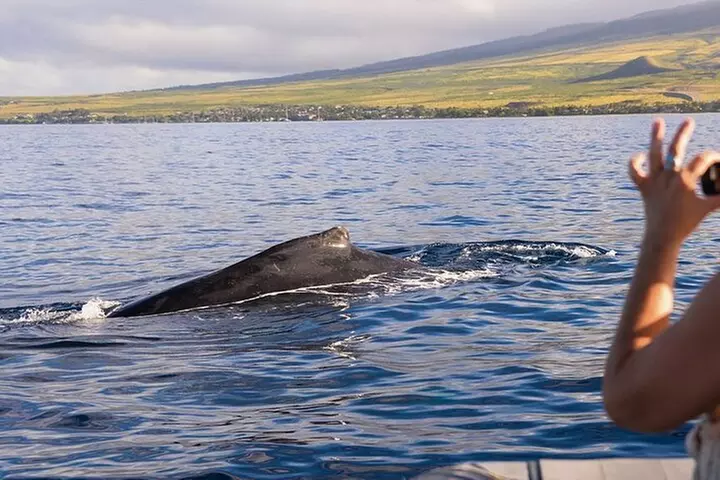 Eco-Raft Tour: Intro to Hawaiian History & Whale or Dolphin Watch