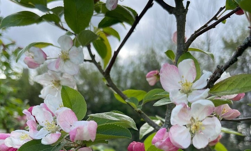 Image 9: Avalon Adventure