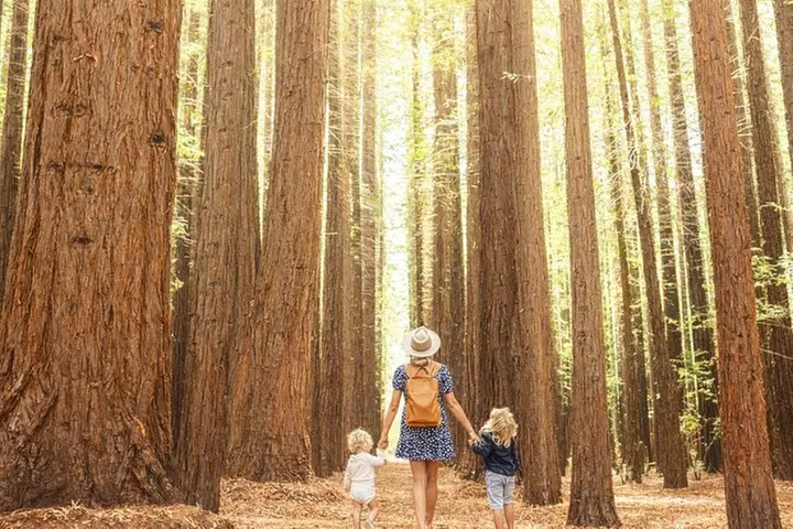 Yarra Valley Small Group | Redwoods, Wildlife, Winery & Chocolate - Primary Image