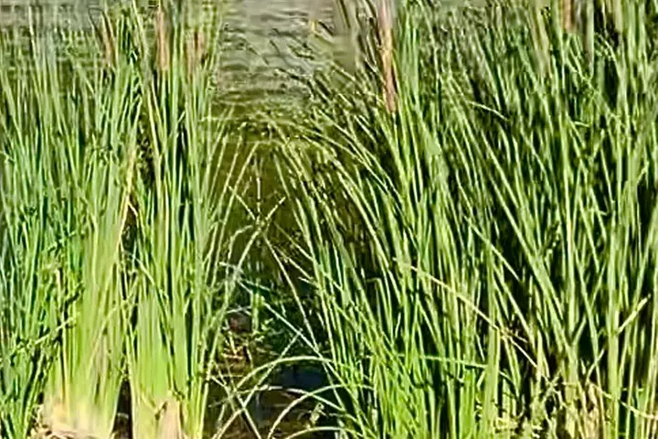 Deep Creek Hot Springs Day Escape-Hike & Reconnect in Nature