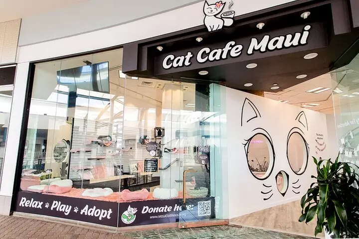 Cat Café Maui Experience – Relax with Rescue Cats - Primary Image
