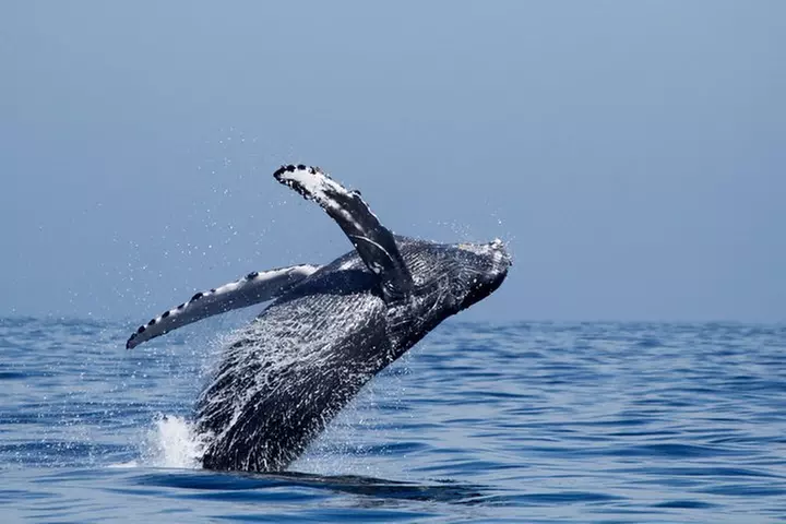 Two-Hour Luxury Whale Watching Tour from Oceanside