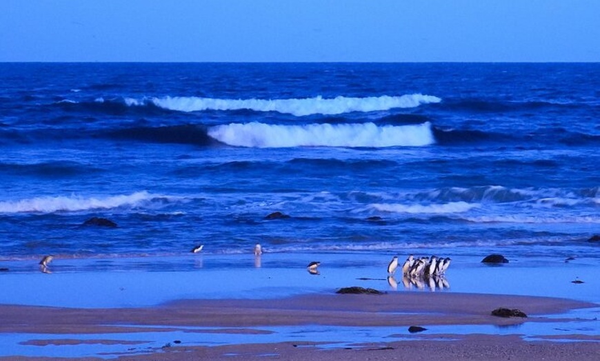 Image 10: Phillip Island and Moonlit Sanctuary Premium Day Tour Small group