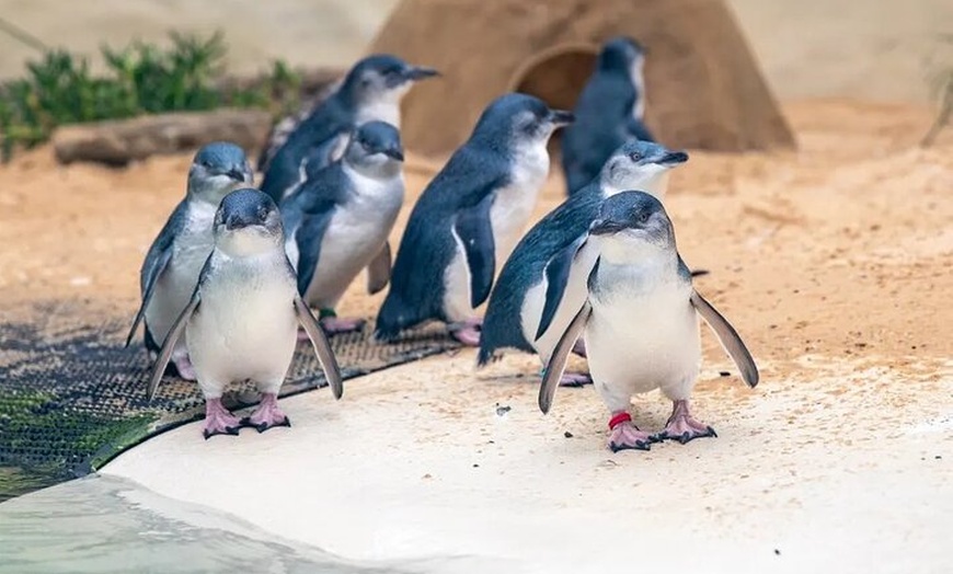 Image 3: Blue Mountains Day Tour with Zoo and Scenic World Japanese Guide