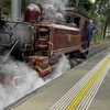 Image 8: Private Puffing Billy Steam Train and Healesville Sanctuary Tours