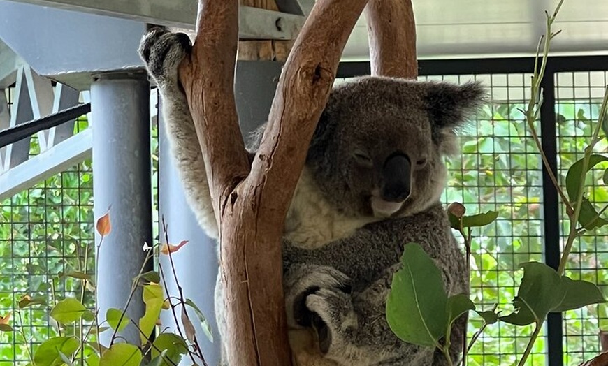 Image 22: Blue Mountains Day Trip + Sydney Zoo +Three Sisters + Waterfalls