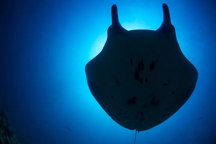 Kona's Best Manta Ray Night Snorkel Small Group Experience