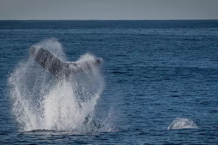 West Harbor LA Whale and Dolphin Watching Cruise
