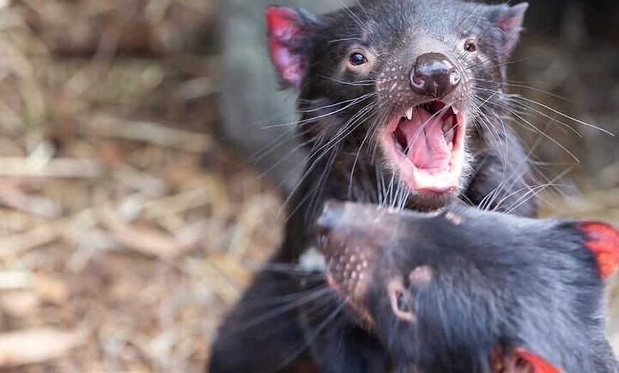 Image 22: Private Puffing Billy Steam Train and Healesville Sanctuary Tours