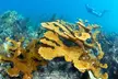 Snorkel Tours to Shallow Coral Reefs at Pennekamp Underwater Park - Second Medium