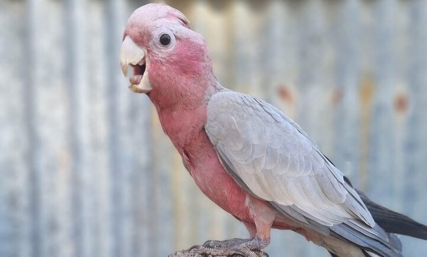 Image 5: Historic Homestead Tour with Morning Tea
