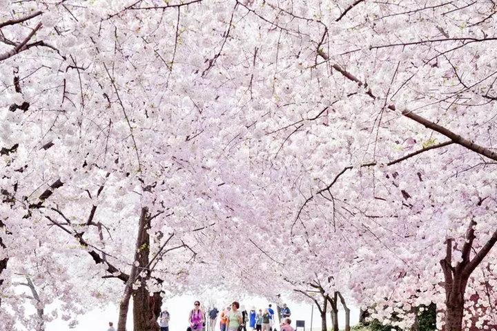 DC Combo: Narrated Scenic Boat Cruise & National Mall Bus Tour