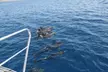 Avistamiento de delfines y ballenas desde Puerto Rico, Gran Canaria - Second Medium