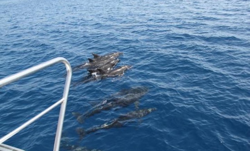 Image 7: Avistamiento de delfines y ballenas desde Puerto Rico, Gran Canaria