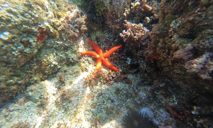 Image 40: Barcelona : Rutas Costeras de la Costa Brava, Snorkel, Cliff-Jump &...